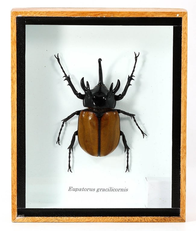 Preserved Taxidermy of Eupatorus Gracilicornis Insect Bug Specimen: 15x12.5cm Weight: 204 grams