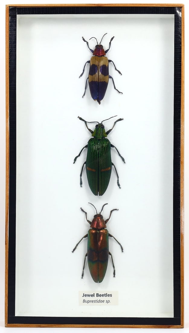 Preserved Taxidermy of Jewel Beetle Insect Bug Frame Specimen: 23x13cm Weight: 265 grams