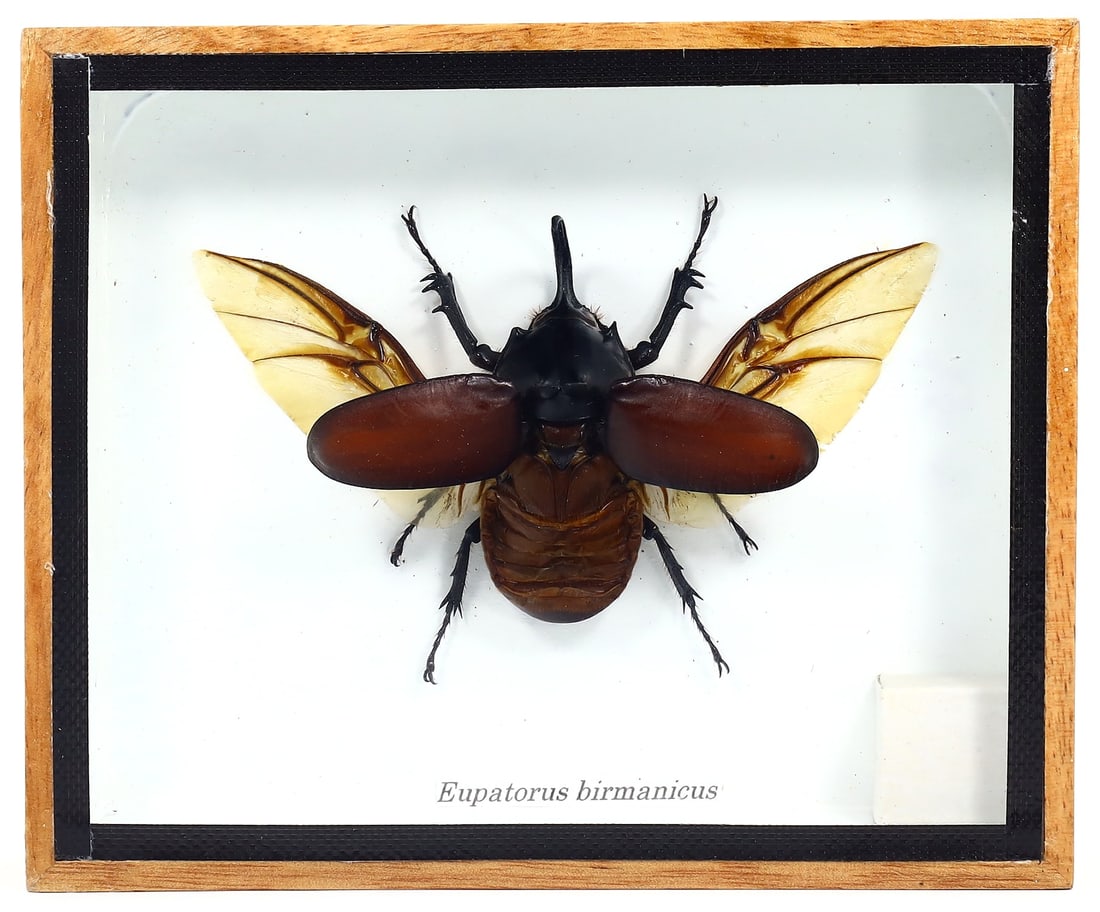 Preserved Taxidermy of Eupatorus Birmanicus Beetle Insect Bug Frame Specimen: 15x12cm Weight: 193 grams