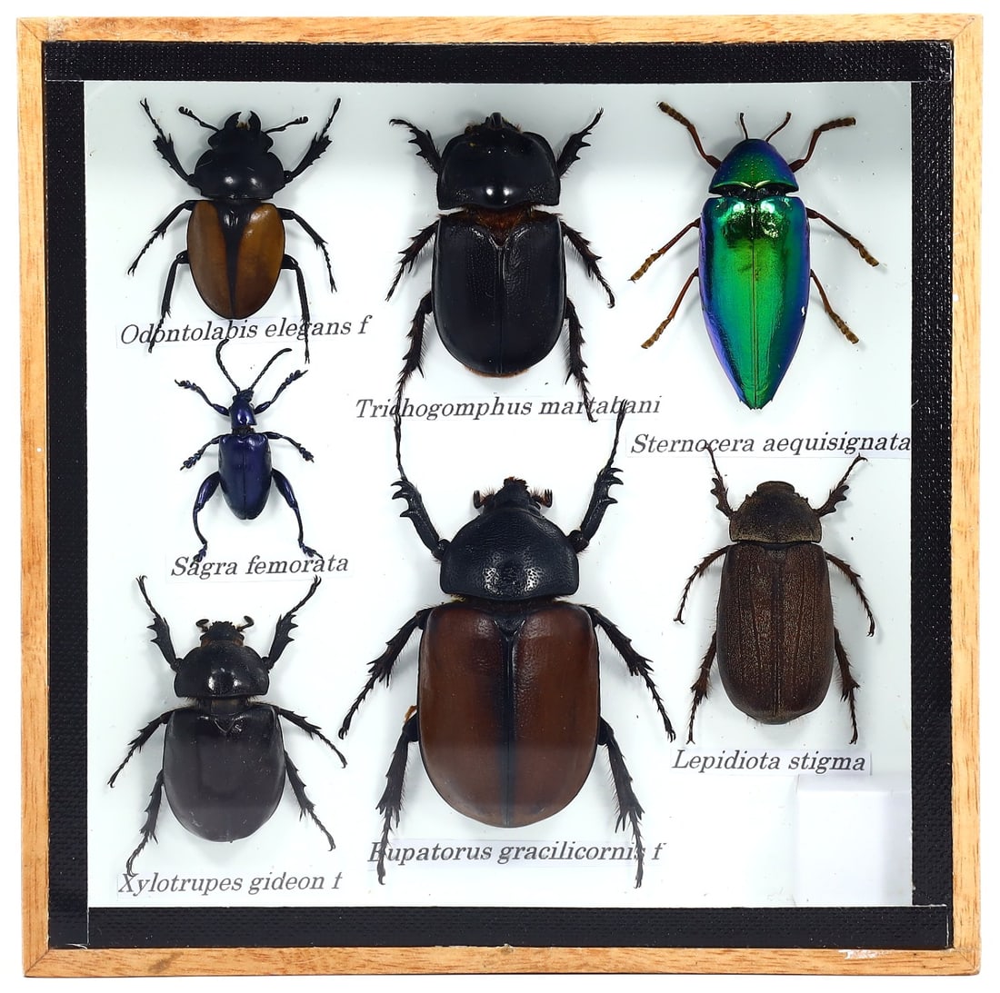 Preserved Taxidermy of Mixed Beetle Insect Bug Frame Specimen: 15x15cm Weight: 252 grams