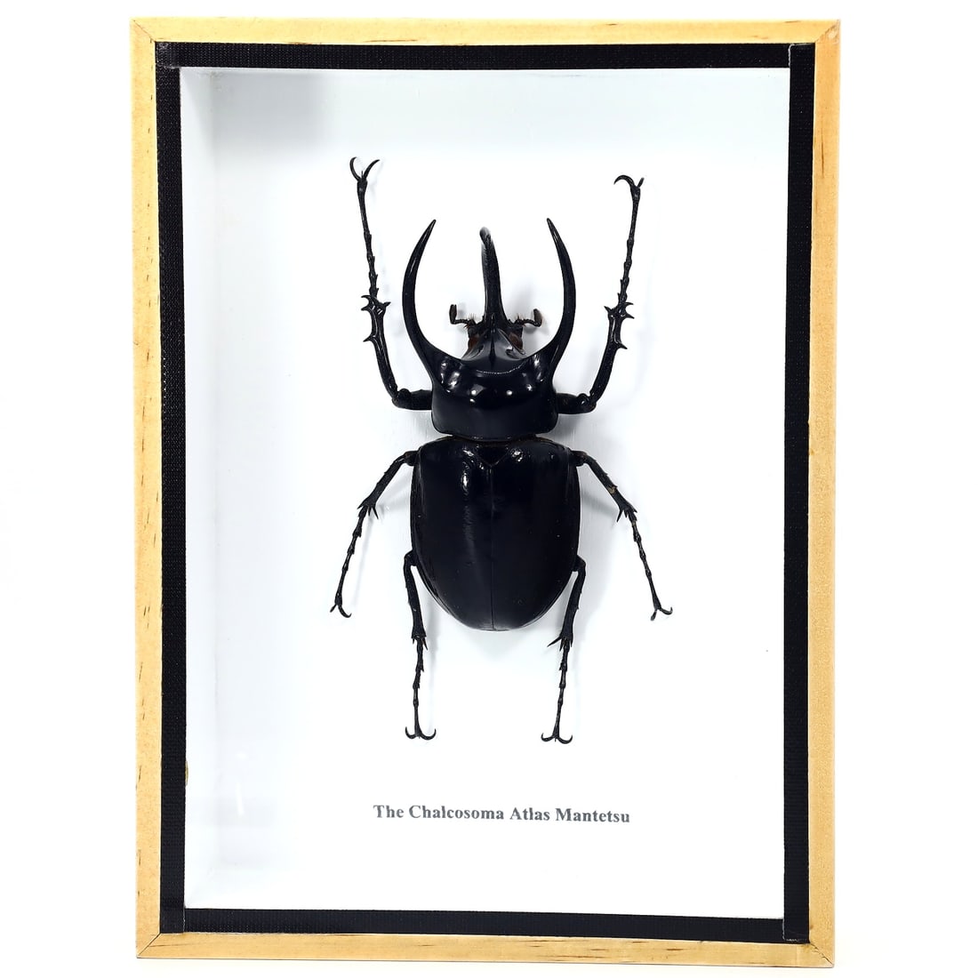 Preserved Taxidermy of The Chalcosoma Atlas Mantetsu Beetle Insect Bug Specimen: 20x15cm Weight: 358 grams