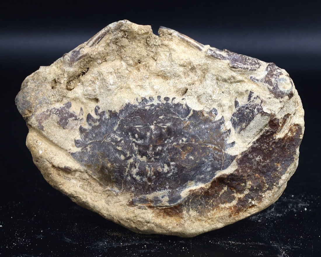 Rare Crab Fossil On Matrix Discover In Southeast Asian: 10x7cm Weight: 212 grams