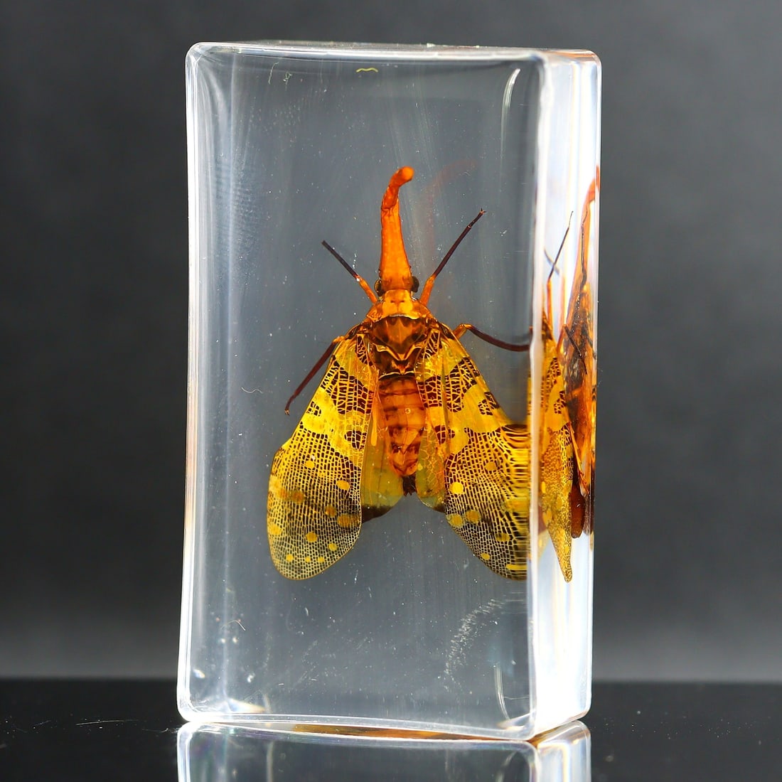 Beetle Bug Insect Specimen in Resin Block Art Glass Paperweight Ornament: 7x4cm Weight: 72 grams