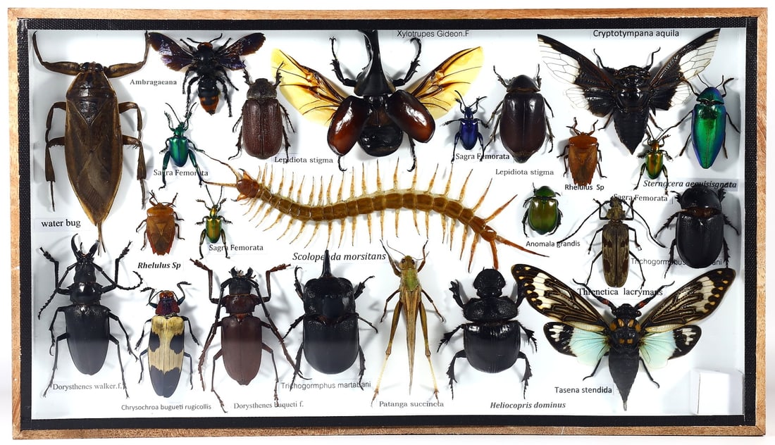 Preserved Taxidermy of Mixed Centipede Moth Beetle Bug Insect Frame Specimen: 35x20cm Weight: 695 grams