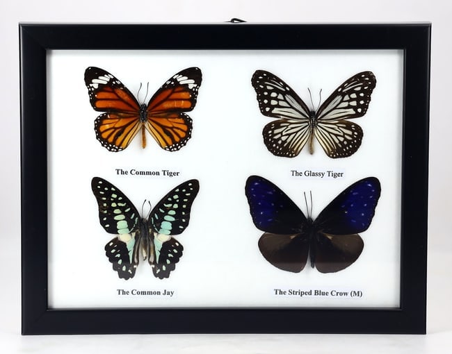 Preserved Taxidermy of Mixed Butterfly Insect Bug Specimen: 22x17cm Weight: 240 grams