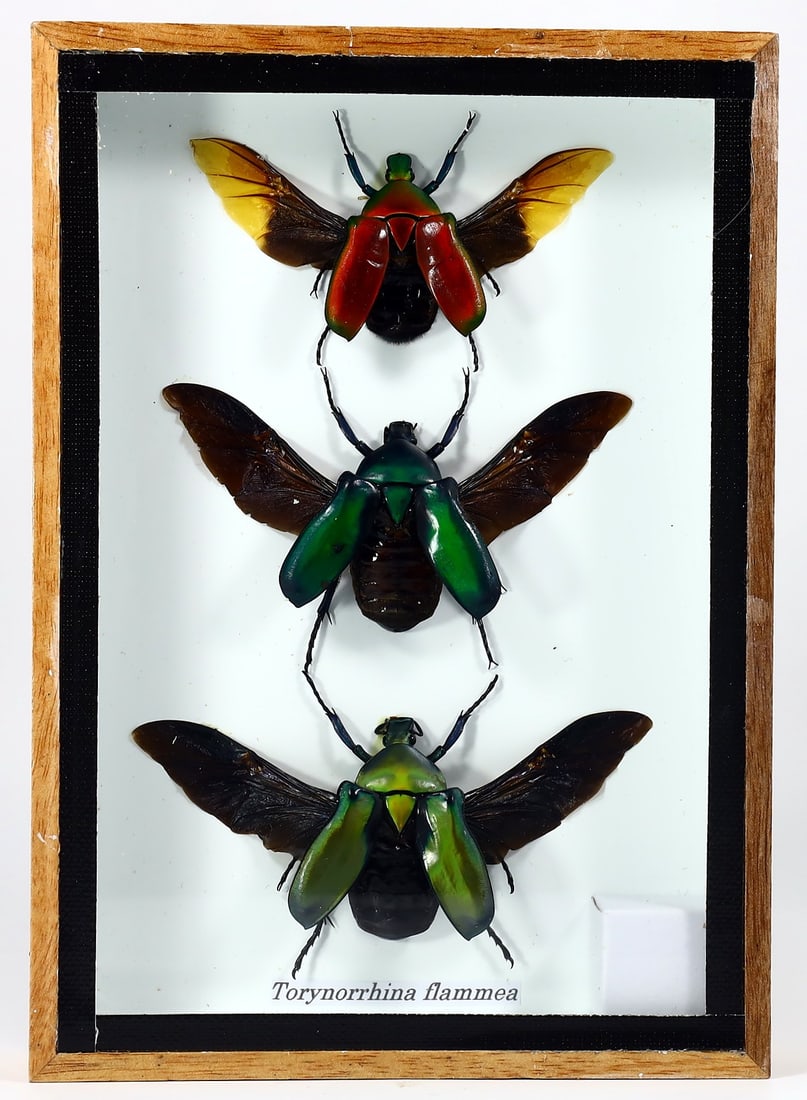 Preserved Taxidermy of Torynorrhina Flammea Insect Bug Specimen: 17.5x12cm Weight: 205 grams