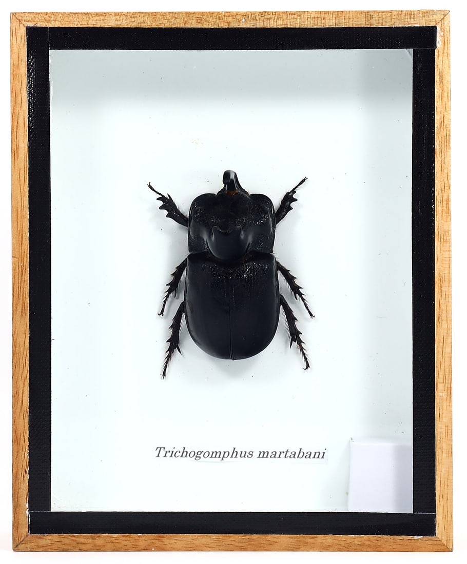 Preserved Taxidermy of Trichogomphus Martabani Beetle Insect Bug Frame Specimen: 15x13cm Weight: 208 grams