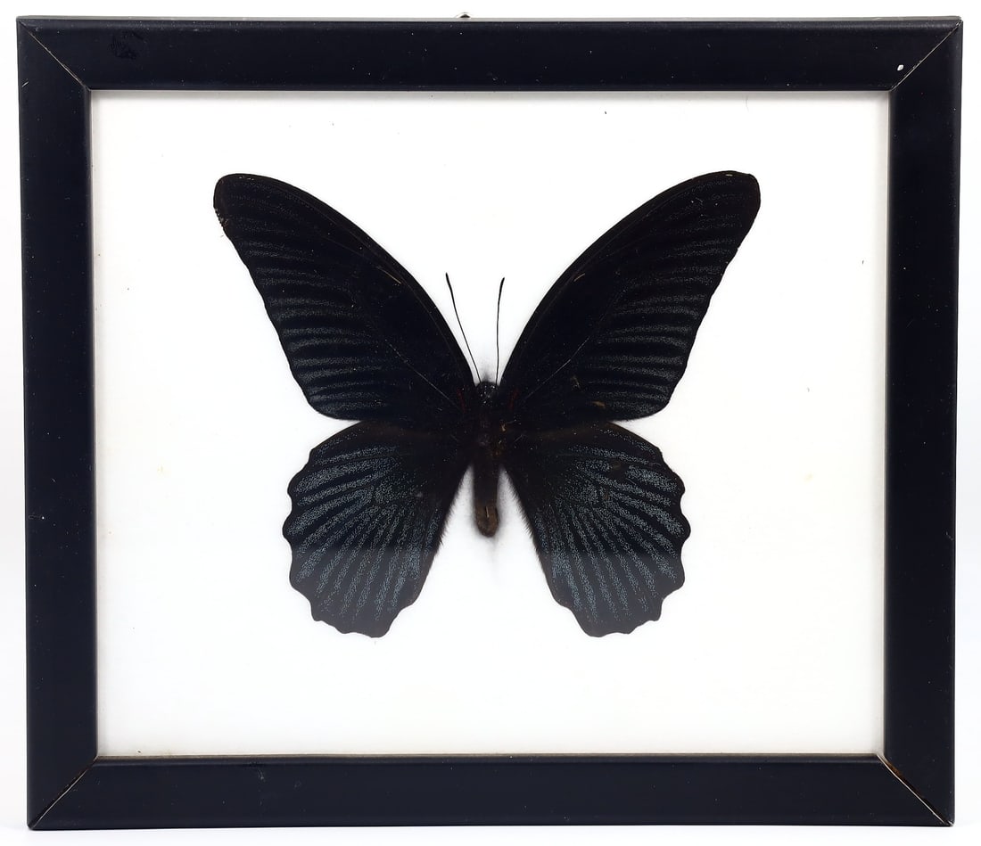Preserved Taxidermy of Great Mormon Butterfly Insect Bug Frame Specimen: 20x17cm Weight: 226 grams