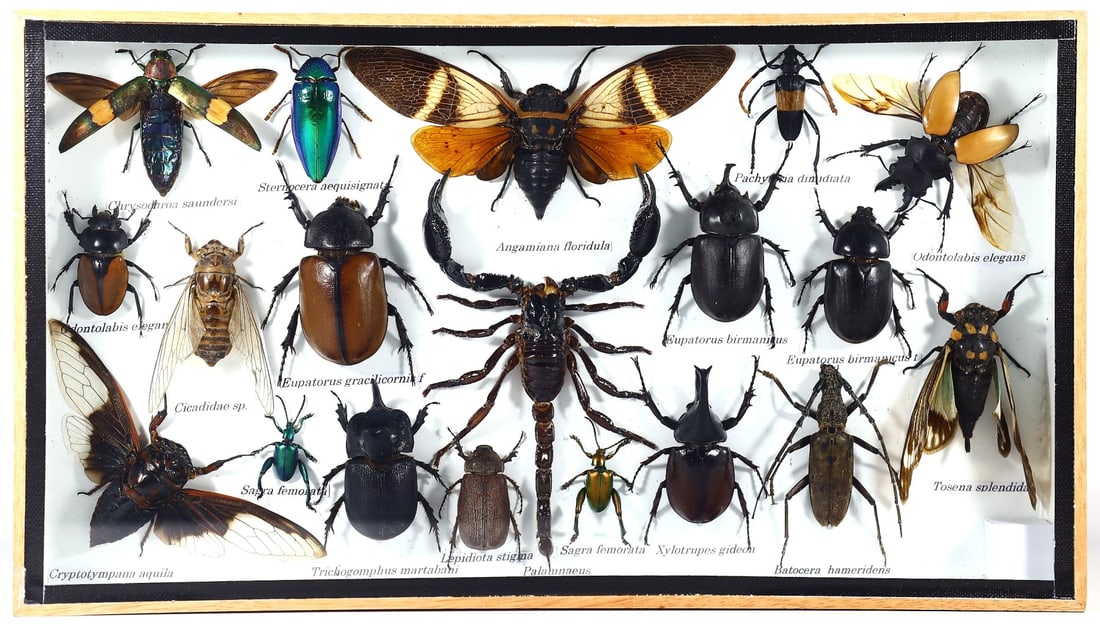 Preserved Taxidermy of Mixed Scorpion Moth Beetle Bug Insect Frame Specimen: 35x20cm Weight: 626 grams