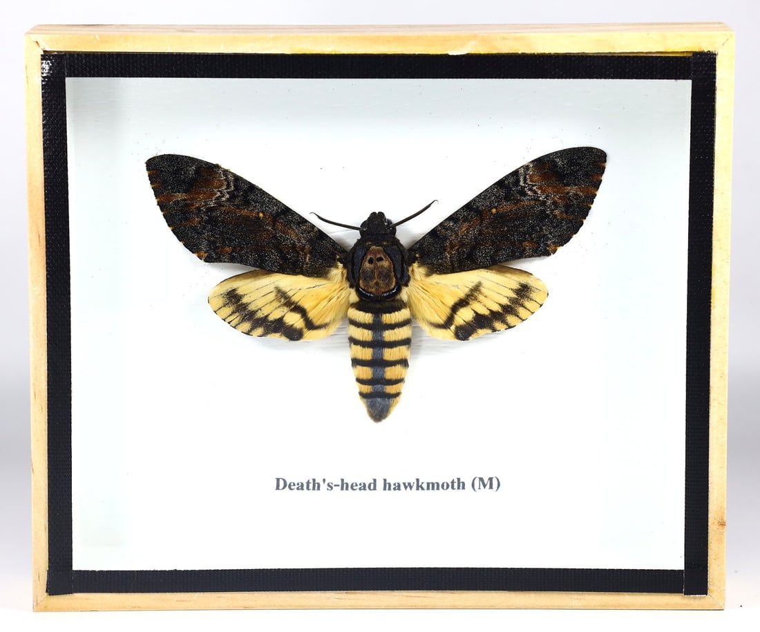 Preserved Taxidermy of Death's-head Hawkmoth Male Moth Butterfly Insect Bug Specimen: 15x12cm Weight: 176 grams