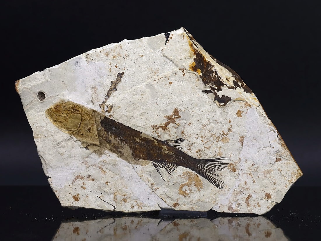 Genuine Lycoptera Fossil Fish Plate Collectible Jurassic Cretaceous Period Specimen (1 of 2)