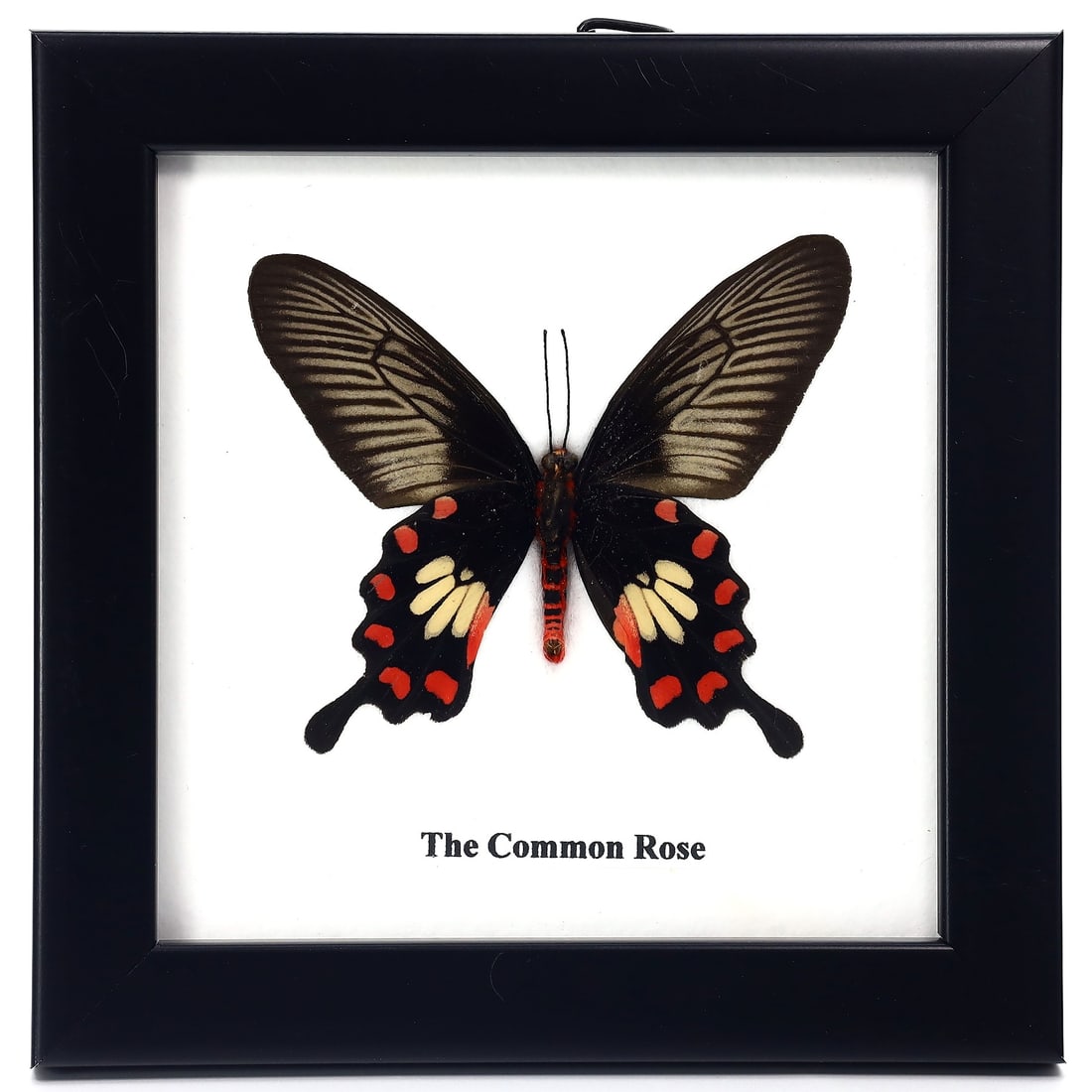Preserved Taxidermy of Common Rose Butterfly Moth Insect Bug Specimen: 12x12cm Weight: 90 grams