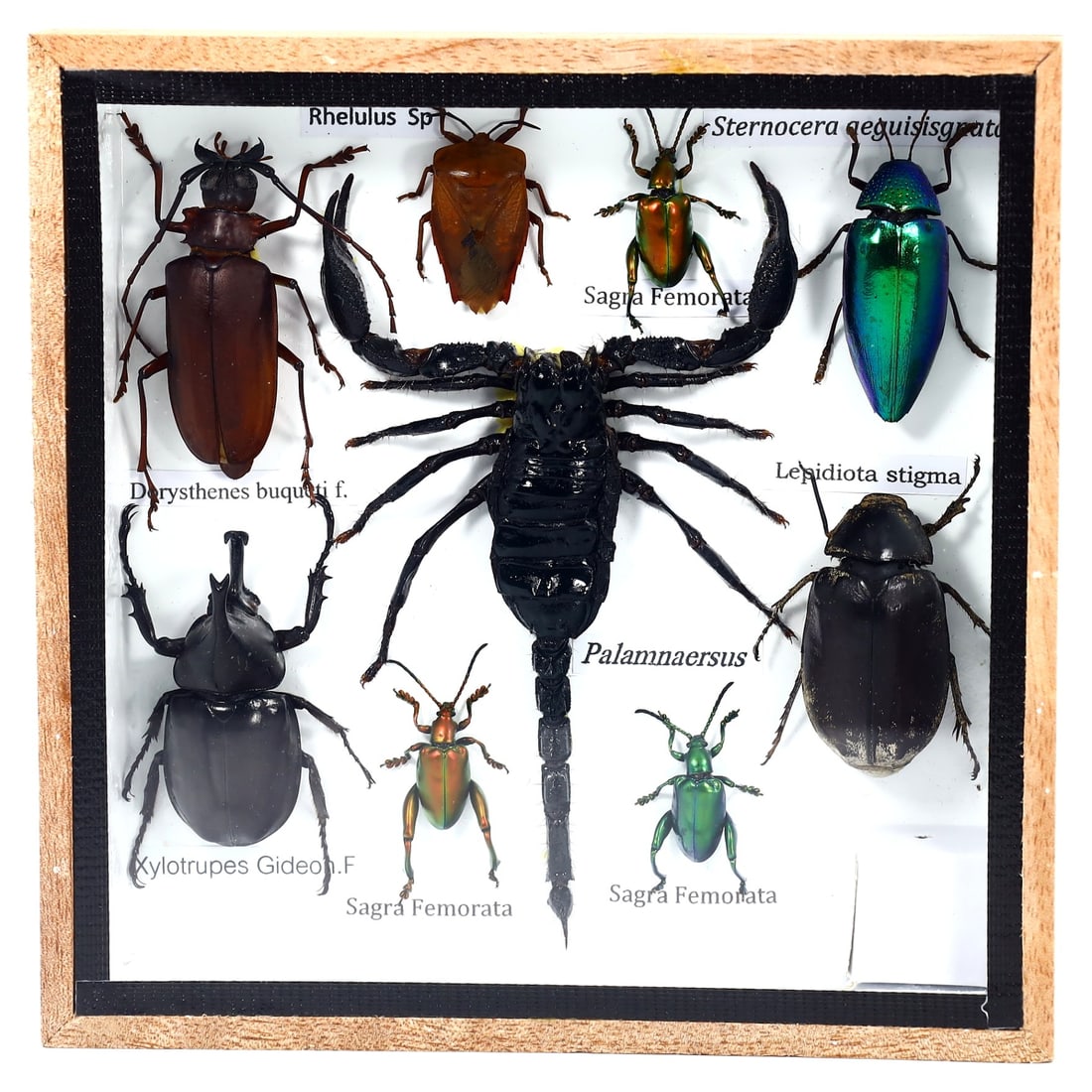 Preserved Taxidermy of Mixed Scorpion & Beetle Insect Bug Frame Specimen: 15x15cm Weight: 265 grams