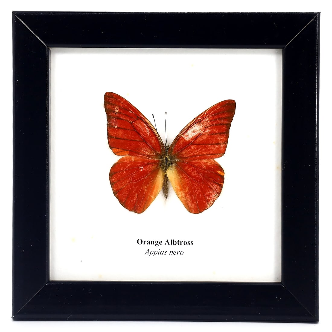 Preserved Taxidermy of Orange Albtross Butterfly Insect Bug Frame Specimen: 12x12cm Weight: 101 grams