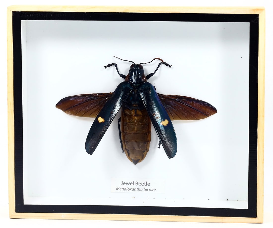 Preserved Taxidermy of Jewel Beetle Insect Bug Frame Specimen: 15x13cm Weight: 191 grams