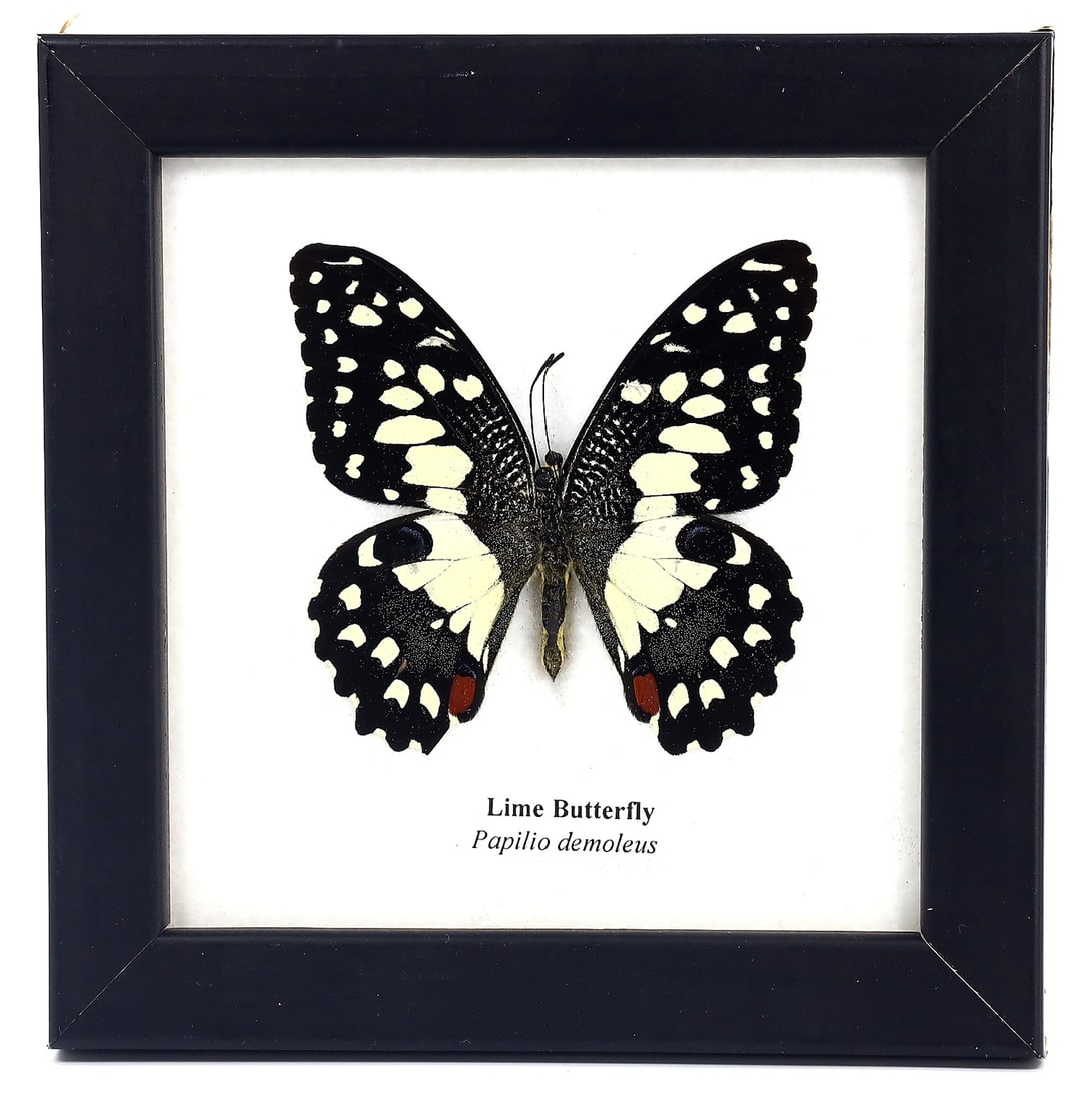Preserved Taxidermy of Lime Butterfly Insect Bug Frame Specimen: 12x12cm Weight: 108 grams