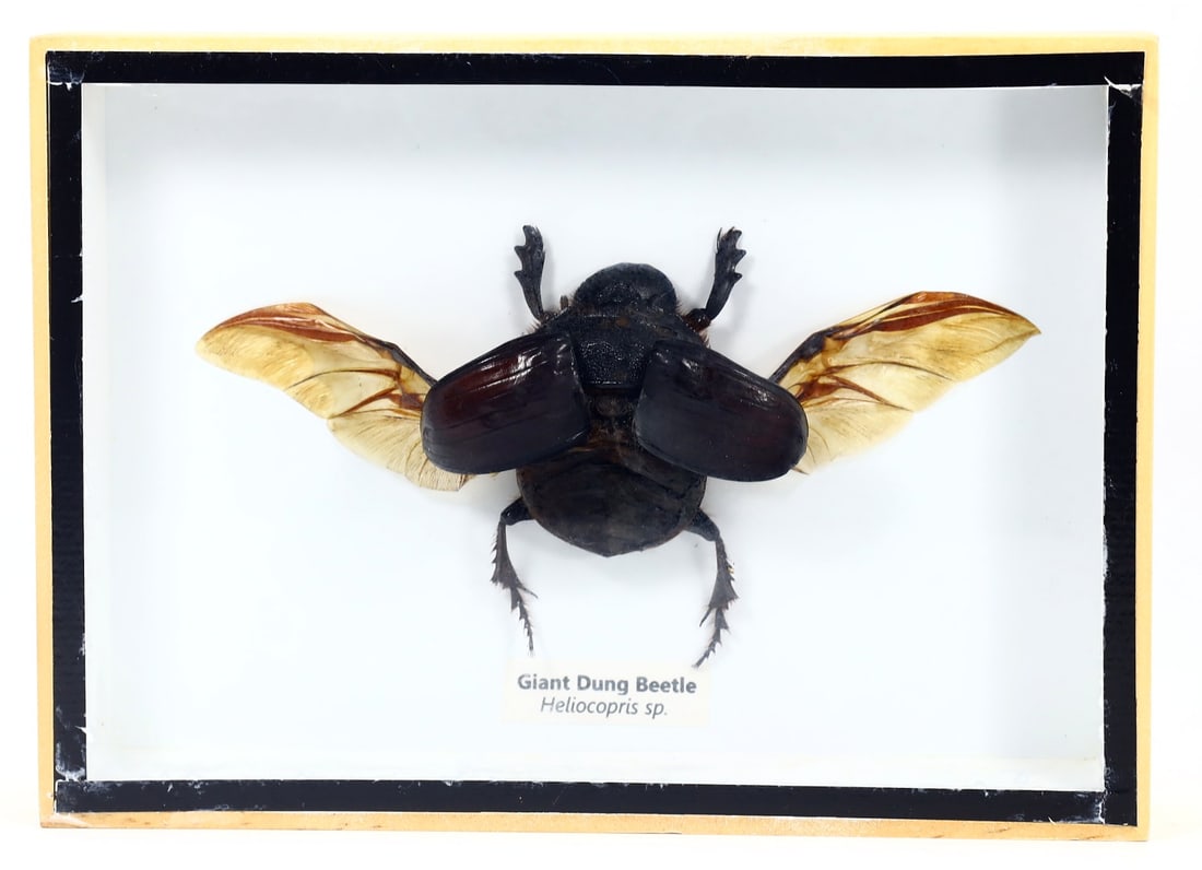 Preserved Taxidermy of Giant Dung Beetle Insect Bug Frame Specimen (1 of 2)