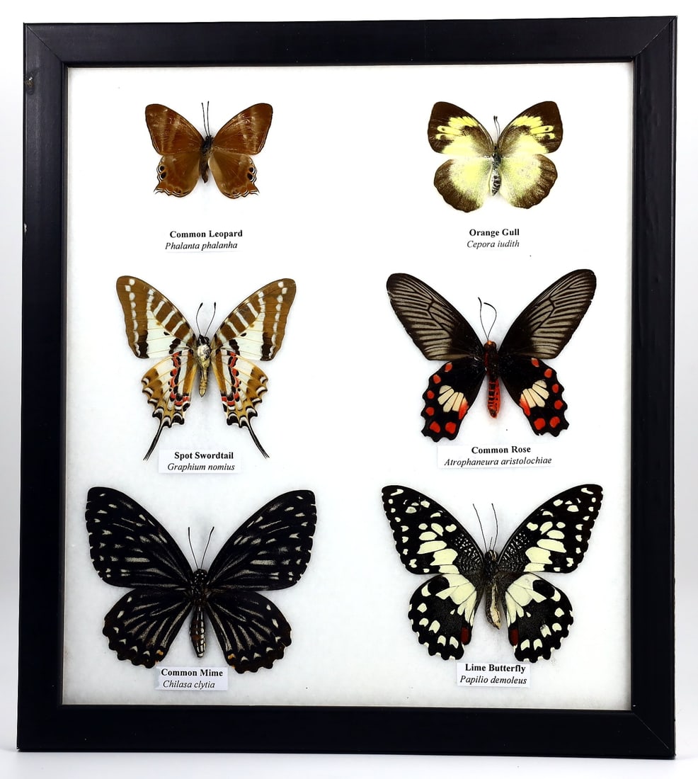 Preserved Taxidermy of Mixed Butterfly Insect Bug Frame Specimen: 25x22cm Weight: 344 grams