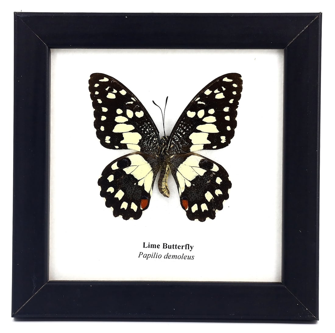 Preserved Taxidermy of Lime Butterfly Insect Bug Frame Specimen: 12x12cm Weight: 104 grams