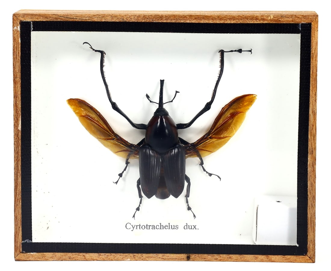 Preserved Taxidermy of Cyrtotrachelus Dux Beetle Insect Bug Frame Specimen: 15x12cm Weight: 180 grams