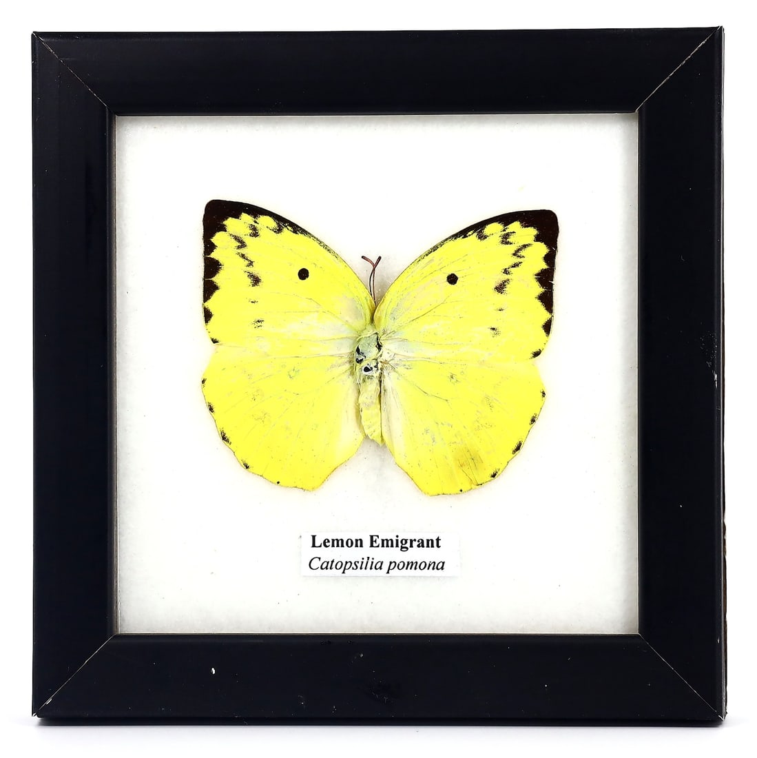 Preserved Taxidermy of Lemon Emigrant Butterfly Insect Bug Frame Specimen: 12x12cm Weight: 106 grams