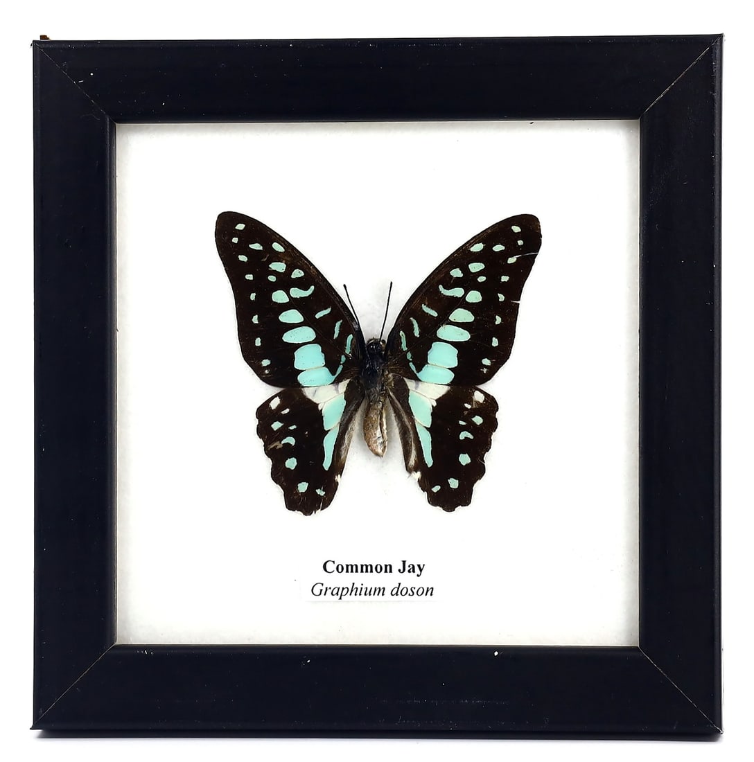 Preserved Taxidermy of Common Jay Butterfly Insect Bug Frame Specimen: 12x12cm Weight: 106 grams
