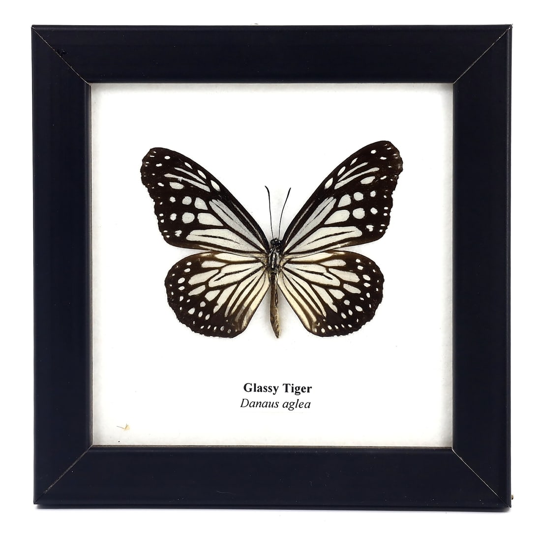 Preserved Taxidermy of Glassy Tiger Butterfly Insect Bug Frame Specimen: 12x12cm Weight: 108 grams