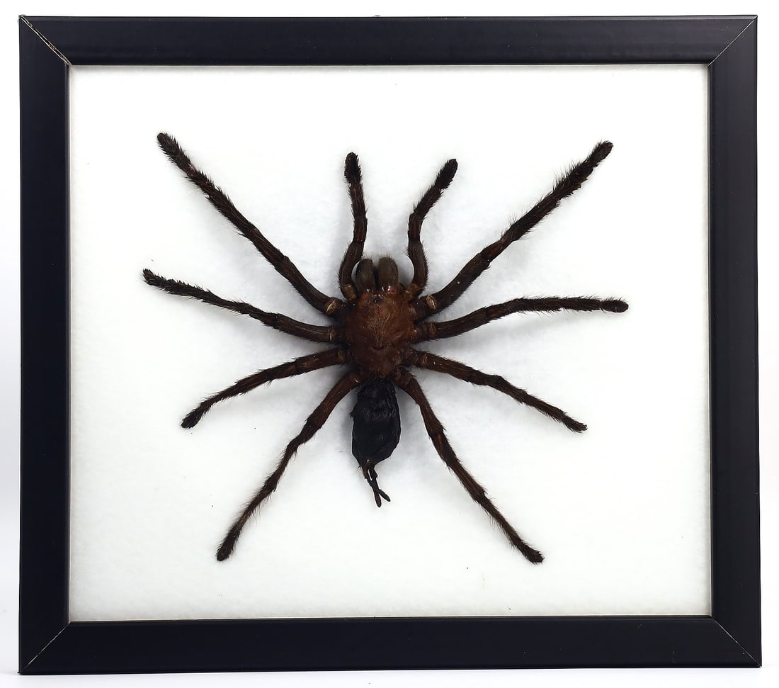 Preserved Taxidermy of Haplopelma Minax Spider Insect Bug Frame Specimen: 23x20cm Weight: 286 grams