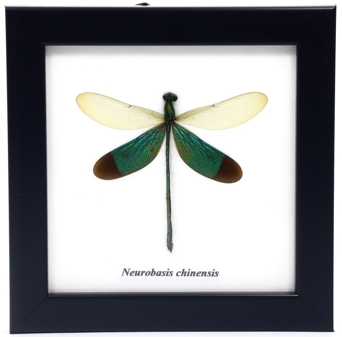Preserved Taxidermy of Neurobasis chinensis Butterfly Moth Insect Bug Specimen Frame: 12x12cm Weight: 99grams