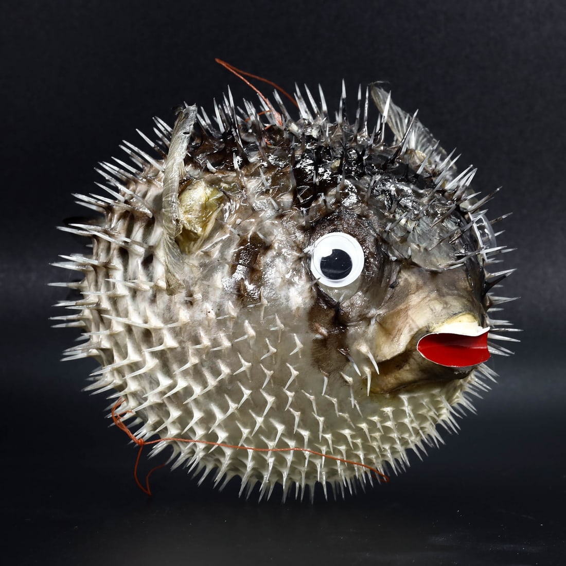 Puffer Fish Blowfish Porcupine Fish with Hanging Rope: 14x10cm Weight: 43 grams