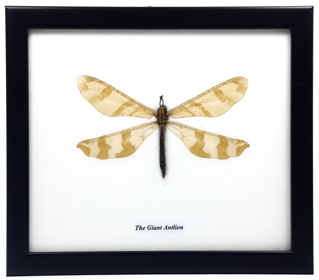 Preserved Taxidermy of The Giant Antlion (1 of 2)