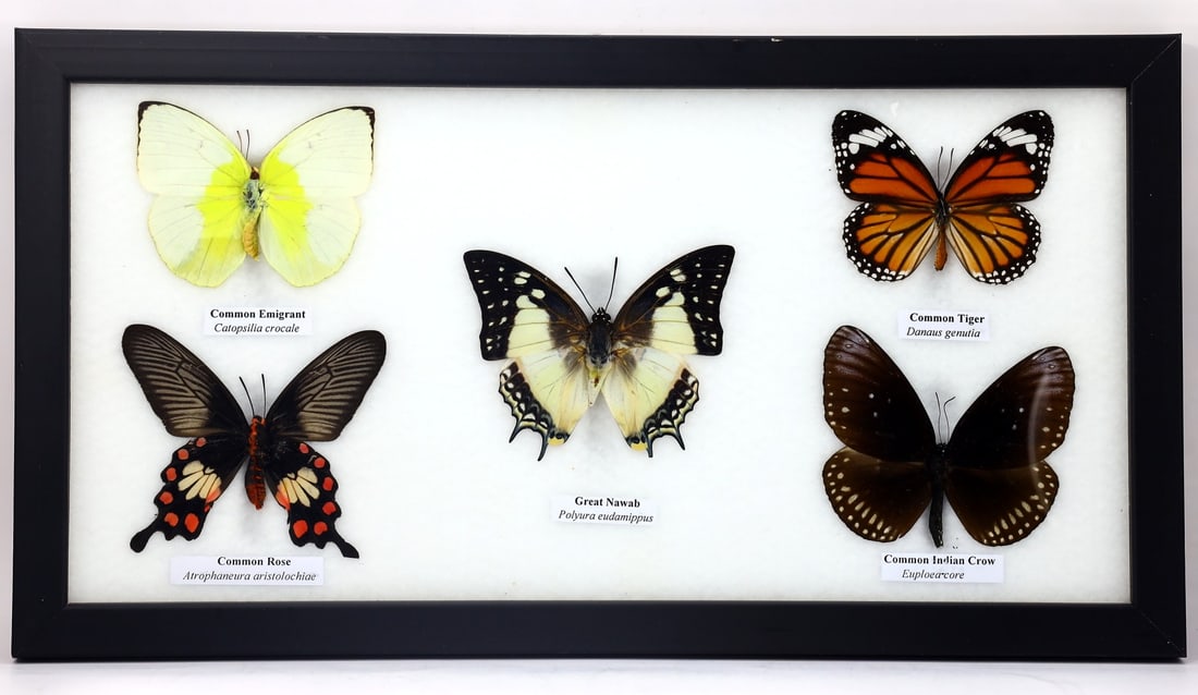 Preserved Taxidermy of Mixed Butterfly Insect Bug Specimen Frame: 23x17.5cm Weight: 336 grams