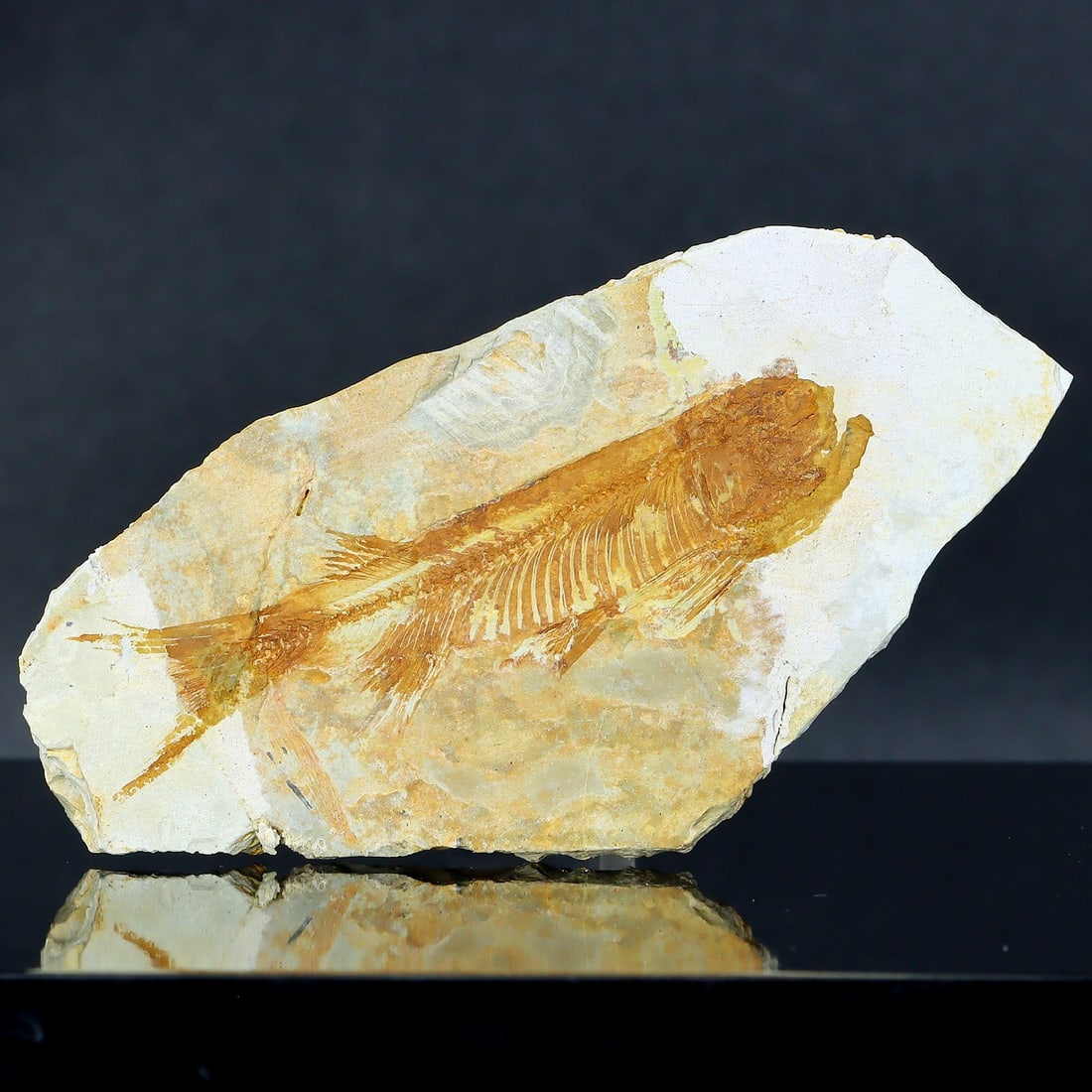 Genuine Lycoptera Fossil Fish Plate Collectible Jurassic Cretaceous Period Specimen (1 of 4)