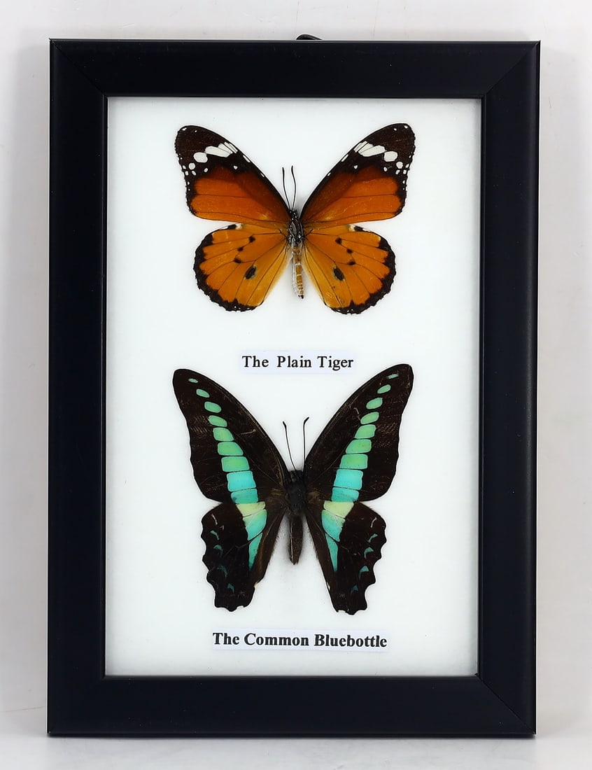 Preserved Taxidermy of The Plain Tiger & The Common Bluebottle Butterfly Insect Bug Specimen: 17x12cm Weight: 135 grams