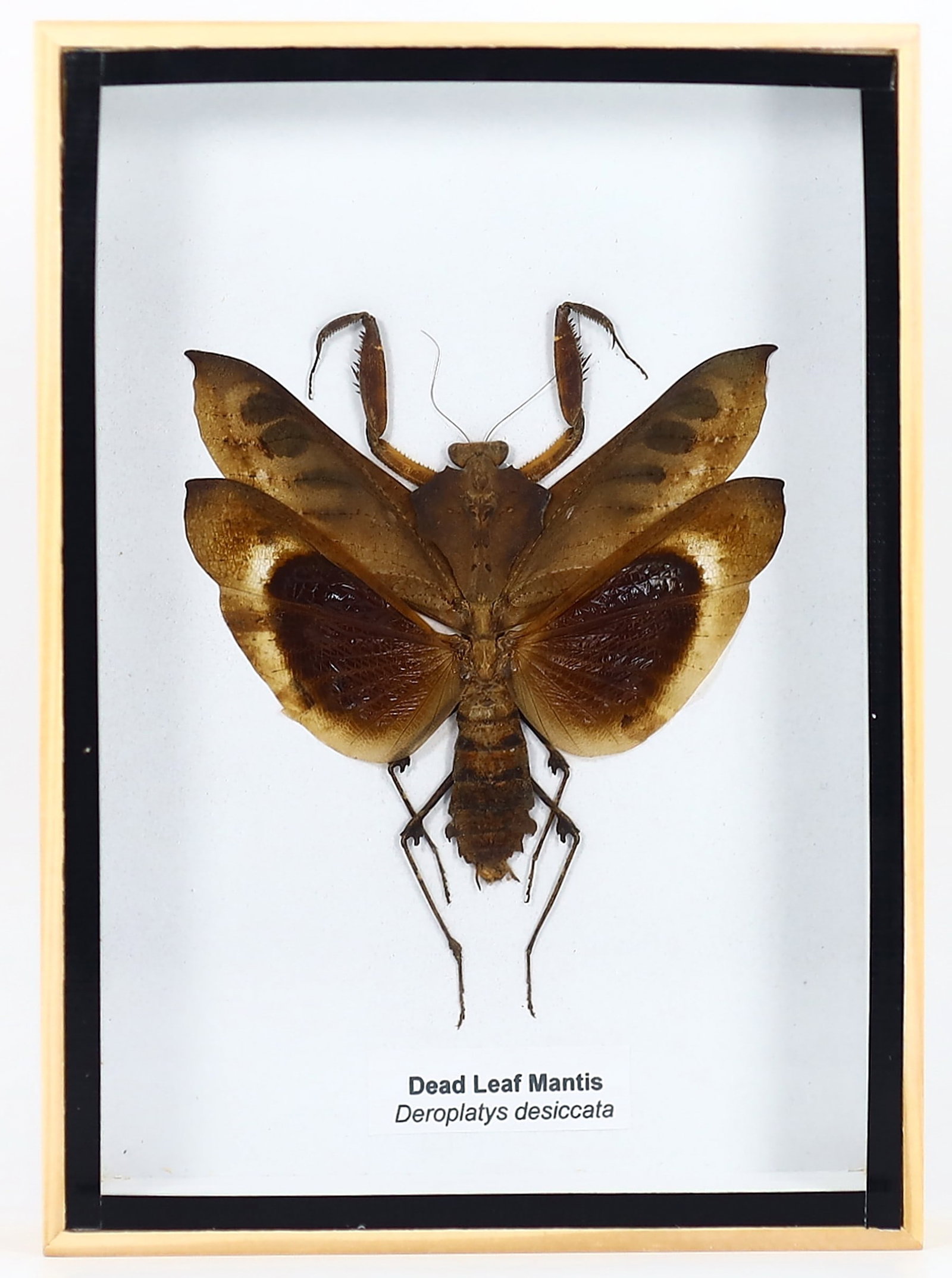 Preserved Taxidermy of Dead Leaf Mantis Beetle Insect Bug Specimen Frame: 18x13cm Weight: 226 grams