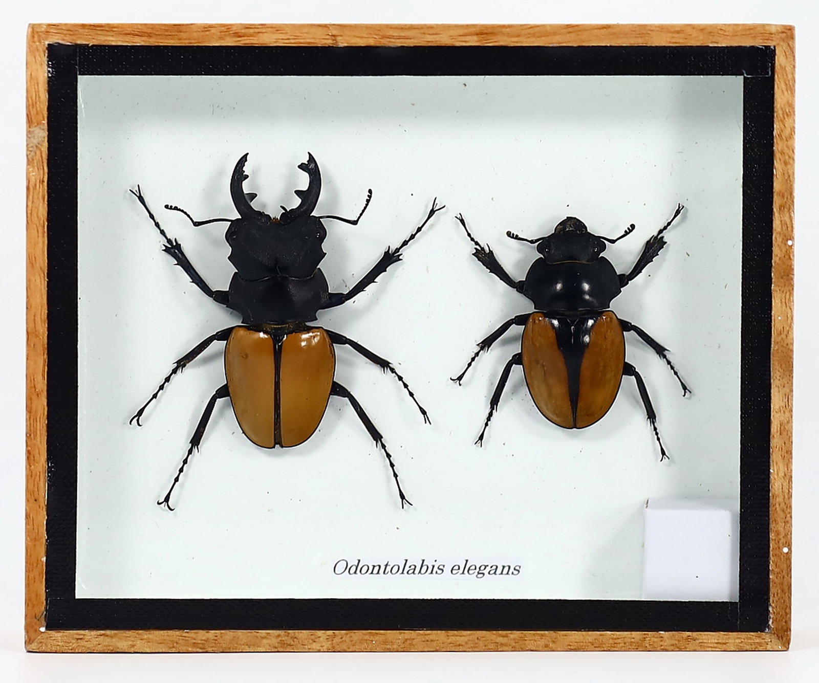 Preserved Taxidermy of Odontolabis Elegans Beetle Insect Bug Specimen Frame: 15x12cm Weight: 183 grams