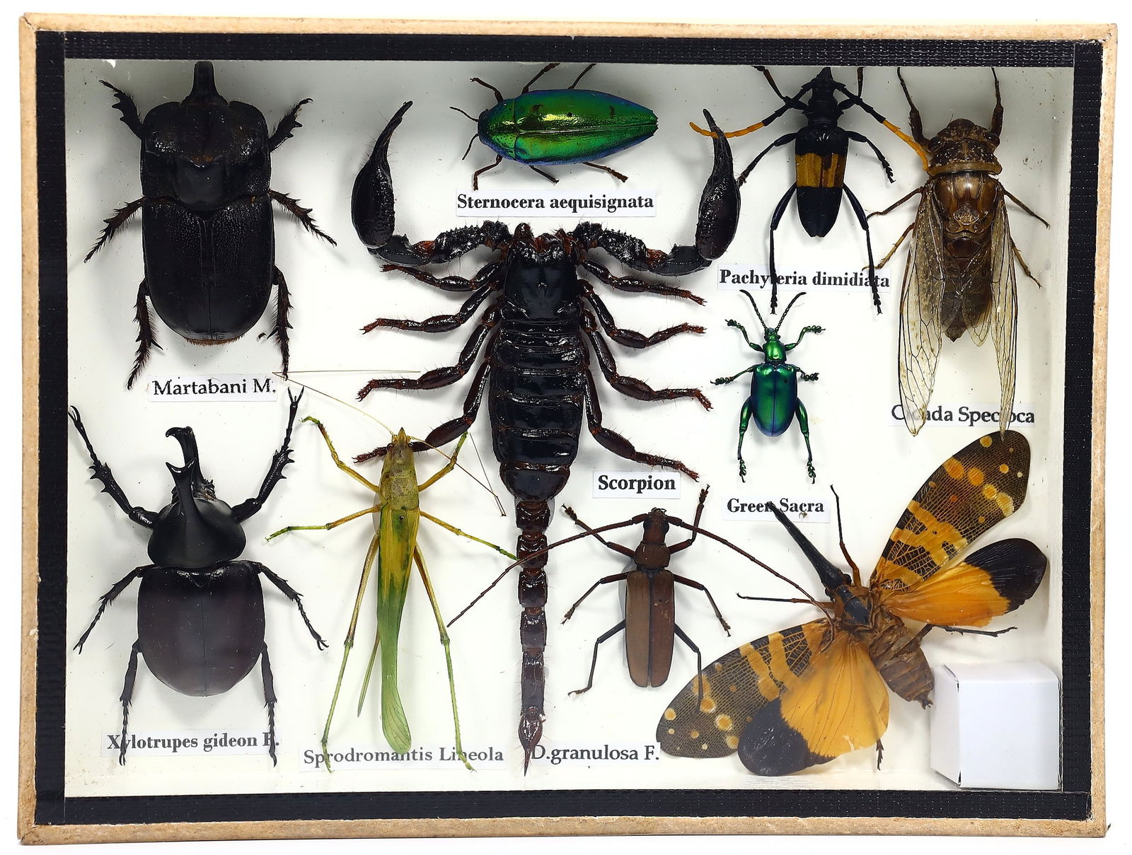 Preserved Taxidermy of Mixed Insect Bug Scorpion Beetle Specimen (1 of 2)