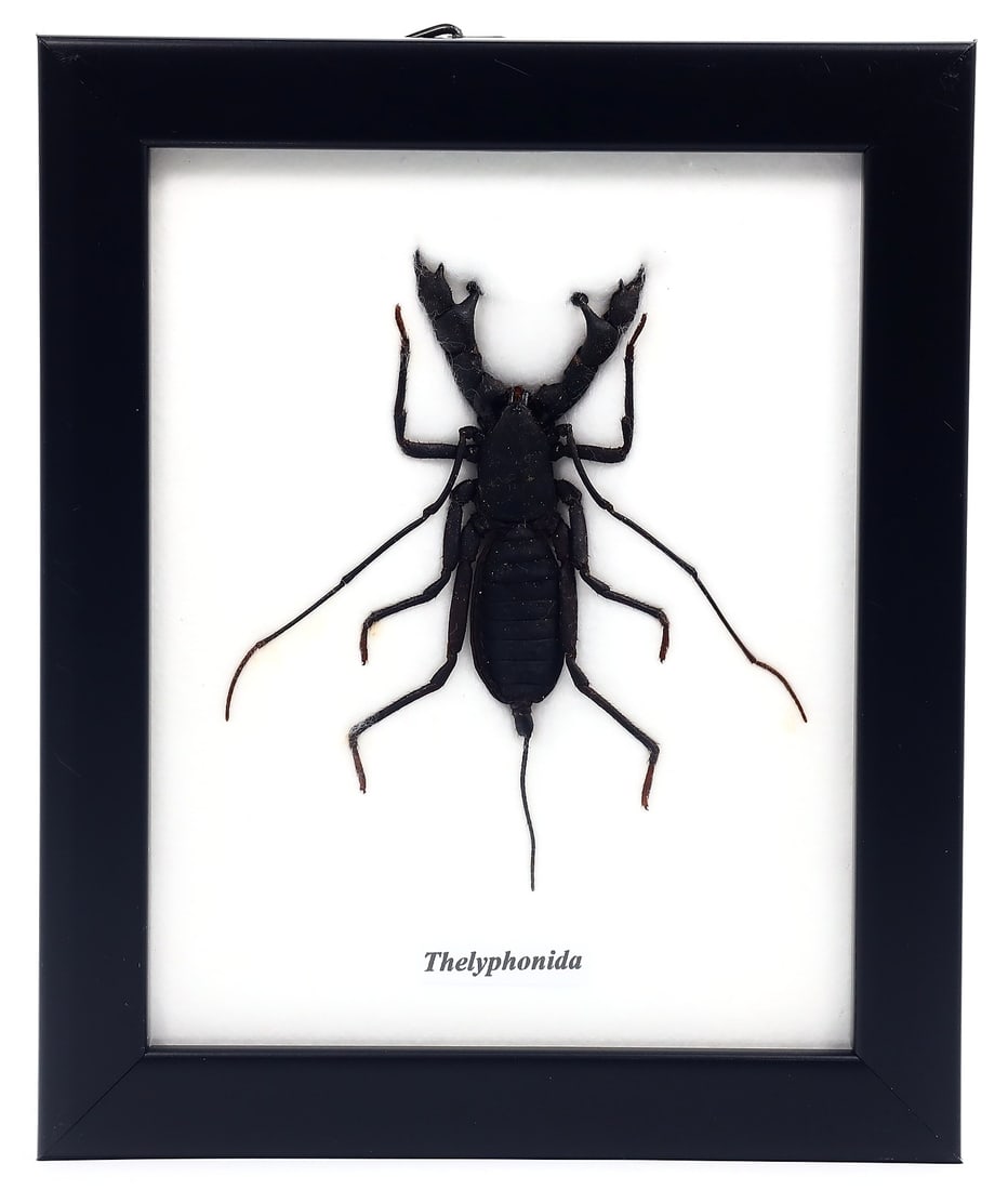Preserved Taxidermy of Theiyhonida Butterfly Moth Insect Bug Specimen Frame: 14x12cm Weight: 117grams