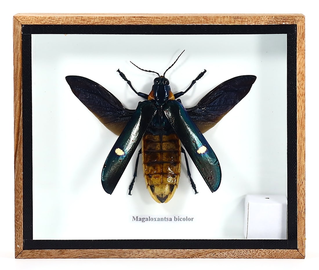 Preserved Taxidermy of Magaloxantsa bicolor Beetle Insect Bug Specimen Frame: 15x12cm Weight: 200 grams