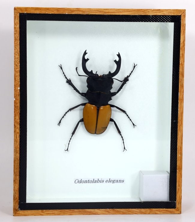 Preserved Taxidermy of Metallic Odontolabis Elegans Insect Bug Specimen: 15x12cm Weight: 179 grams