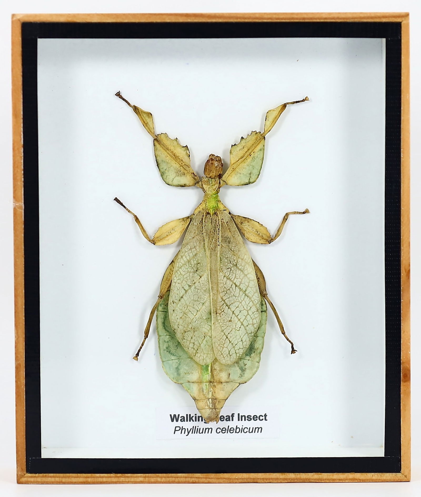 Preserved Taxidermy of Walking Leaf Insect Beetle Insect Bug Specimen Frame (1 of 2)