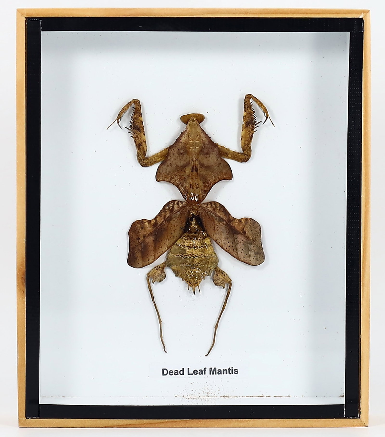 Preserved Taxidermy of Dead Leaf Mantis Beetle Insect Bug Specimen Frame: 15x13cm Weight: 189 grams