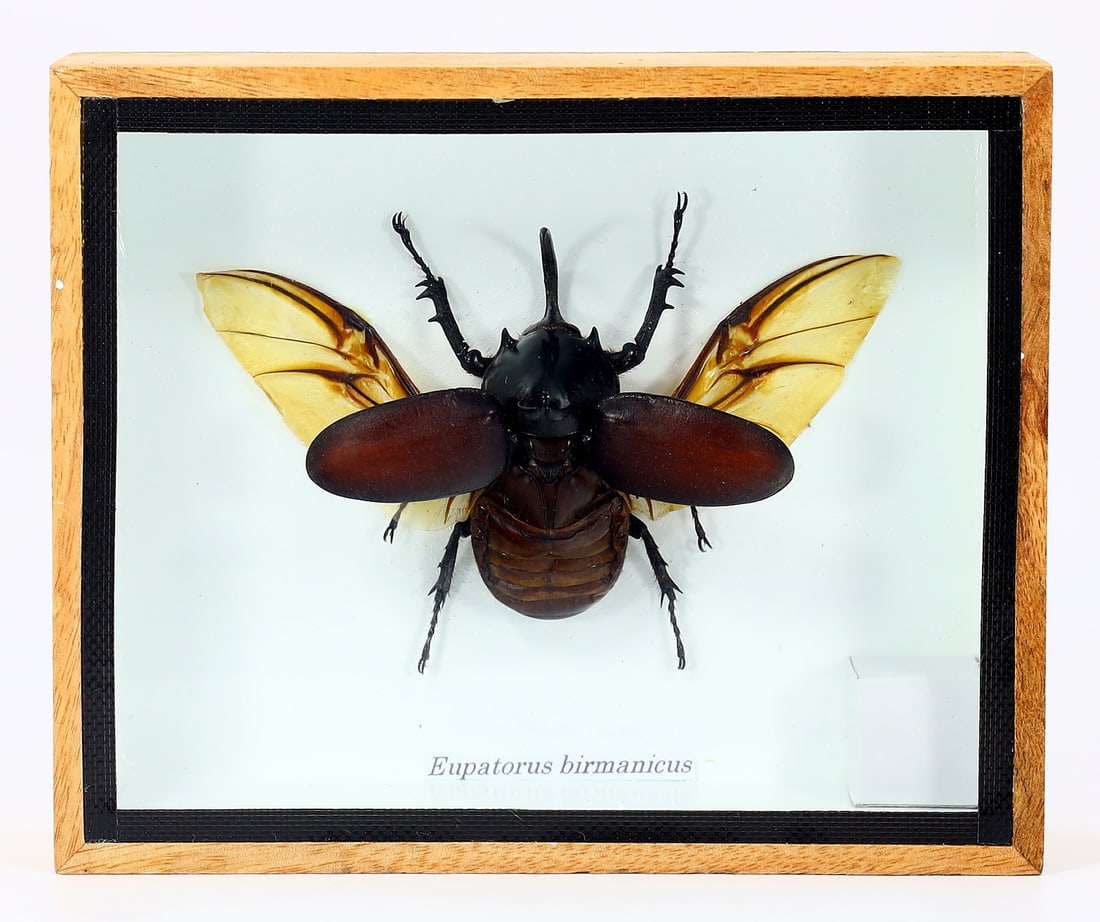 Preserved Taxidermy of Eupatorus Birmanicus Insect Bug Specimen: 15x12.5cm Weight: 211 grams