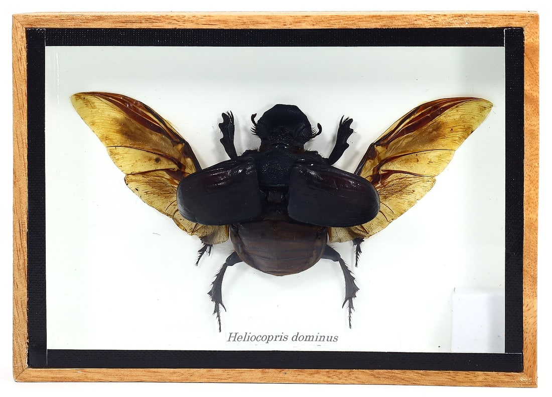 Preserved Taxidermy of Heliocopris Dominus Beetle Insect Bug Frame Specimen: 17x12cm Weight: 228grams