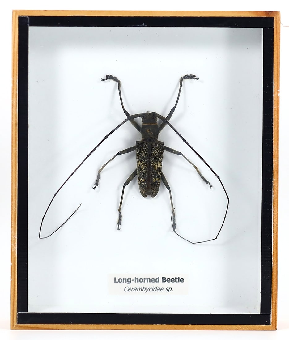 Preserved Taxidermy of Long-horned Beetle Insect Bug Specimen Frame: 15x13cm Weight: 195grams