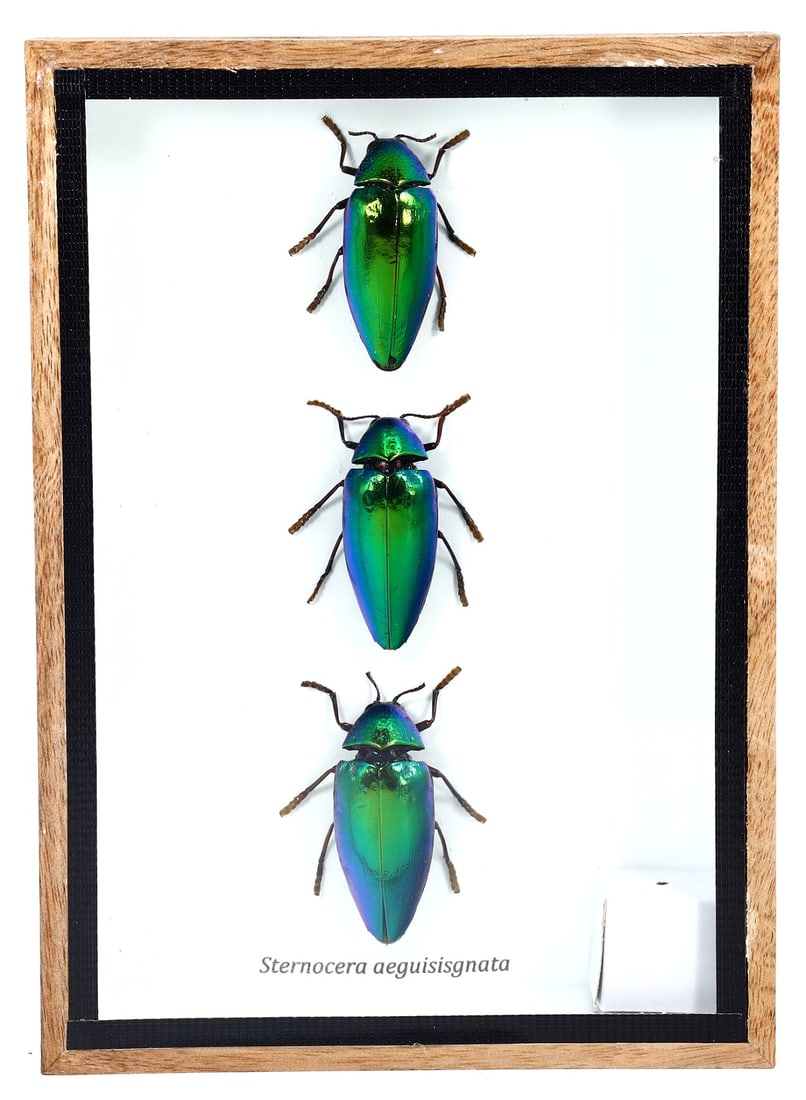 Preserved Taxidermy of Sternocera Aeguisisgnata Beetle Insect Bug Frame Specimen: 18x13cm Weight: 228grams