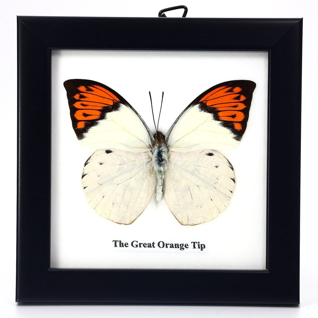 Preserved Taxidermy of Great Orange Tip Butterfly Moth Insect Bug Specimen: 12x12cm Weight: 96grams