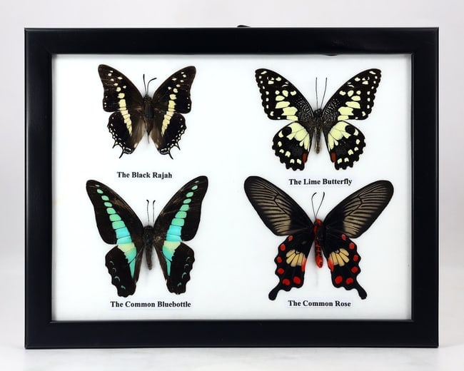 Preserved Taxidermy of Mixed Butterfly Insect Bug Specimen Frame: 22x17cm Weight: 240grams