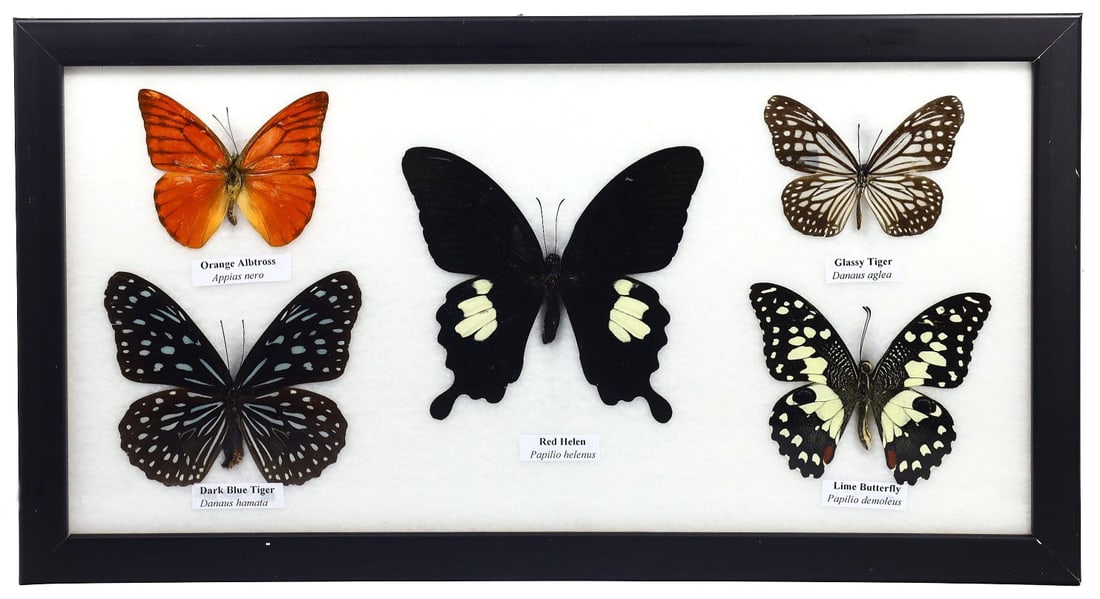 Preserved Taxidermy of Mixed Butterfly Insect Bug Frame Specimen: 33x17cm Weight: 351grams