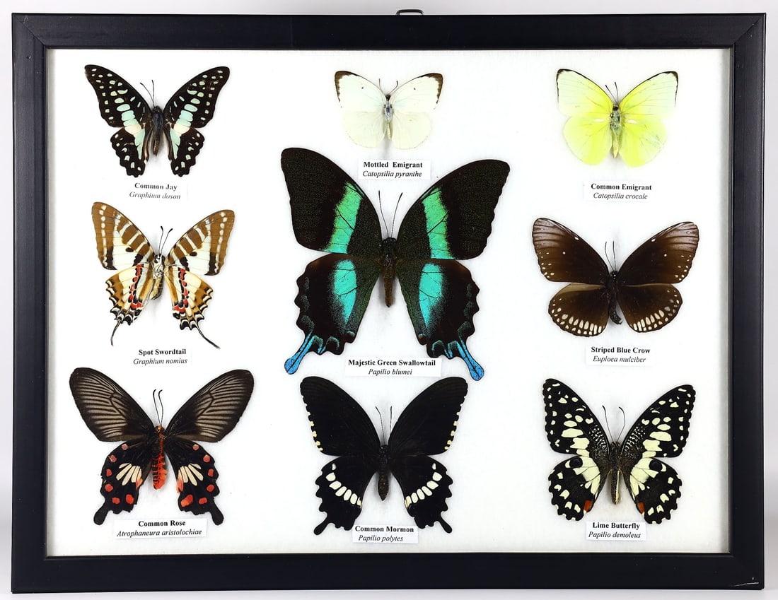 Preserved Taxidermy of Mixed Butterfly Insect Frame Specimen (1 of 3)